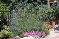 716673ea-IMG_7327 lavanda.jpg